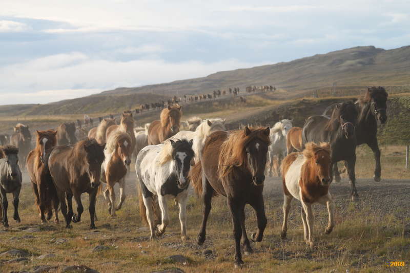 Here come the horses