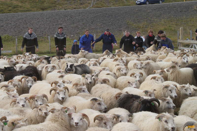 Herding sheep