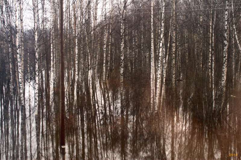 Flooded trees by the train tracks