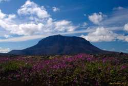 Eyrarrós in front of Herðubreið