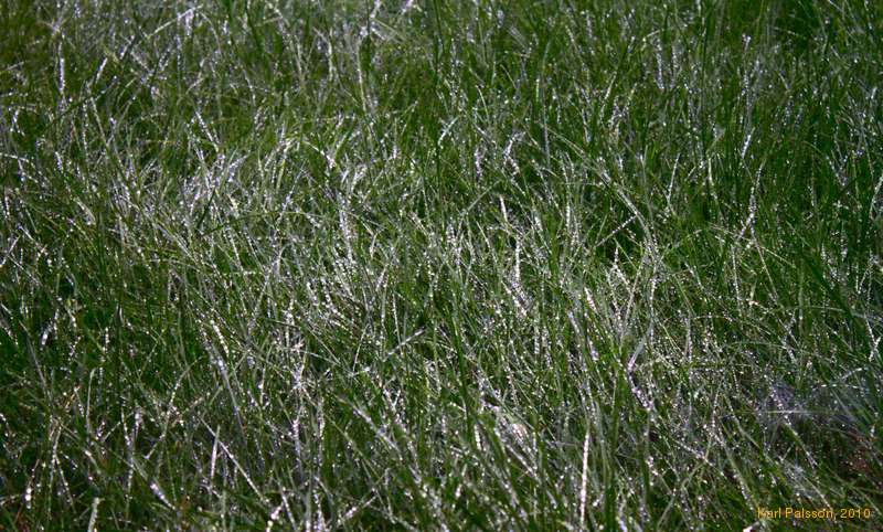 Wet grass (that needs mowing)