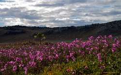 Hvann and Eyrarrós at Hvannalindir (Angelica and Epilobium latifolium)
