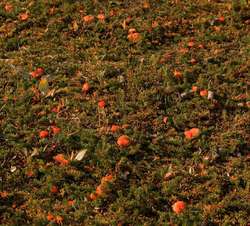 Little red mushrooms everywhere
