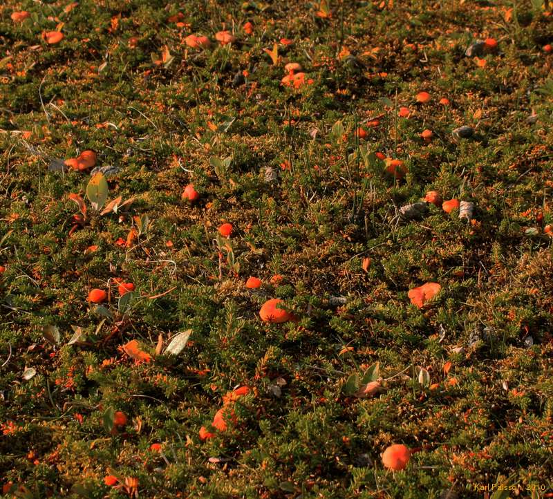 Little red mushrooms everywhere