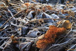 Frosty leaves