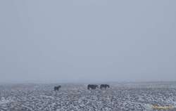 Horses on the plains