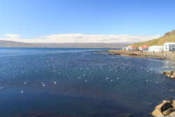 Hapyy birds chilling on the bay