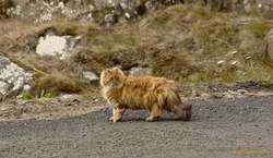 The rare <i>Panthera Drangsnesi</i> spotted in its natural environment