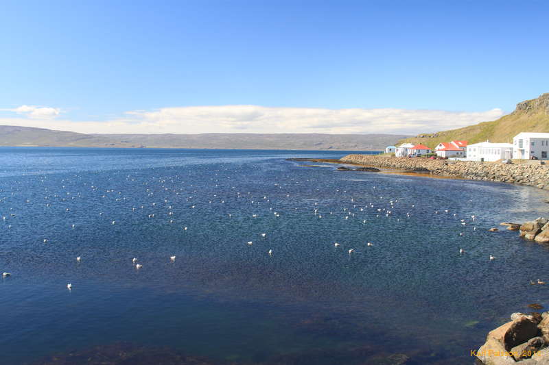 Hapyy birds chilling on the bay