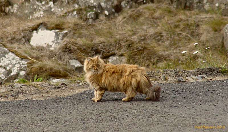 The rare <i>Panthera Drangsnesi</i> spotted in its natural environment