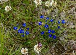 Alpine Gentians at Kirkjubæjarklaustur