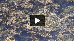 Seaweed swirling for mum