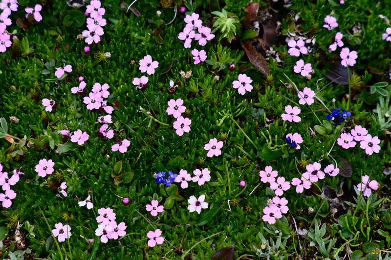 Flowers on the hillside