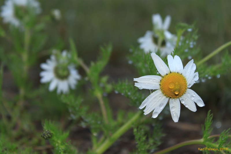 Wet flowers