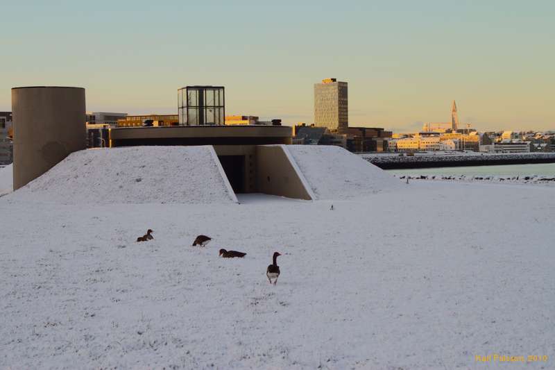 Some geese missed the bus south.