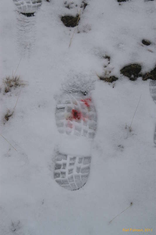 So, what did we step on?