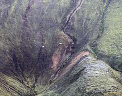Sheep stuck on the hillsides