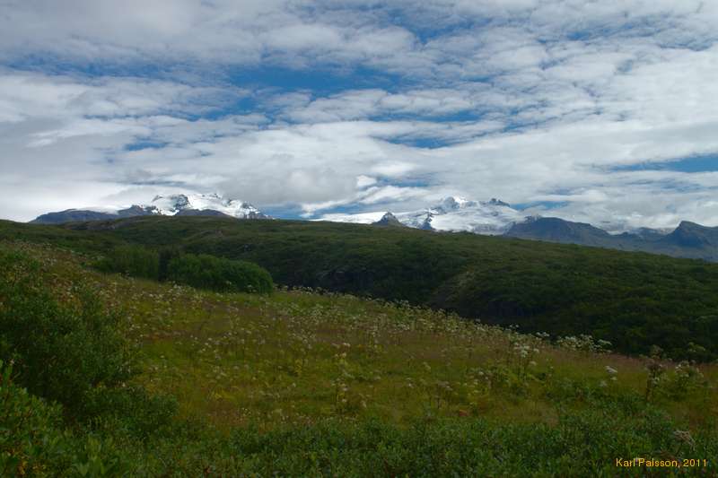 Fields of Angelica/Hvönn at Skaftafell