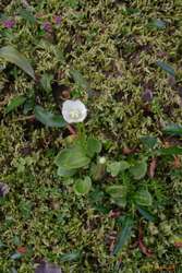 Grass of Parnassus