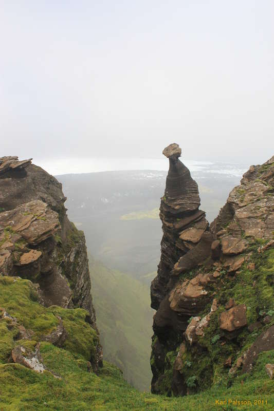 Mushrooms in the mist