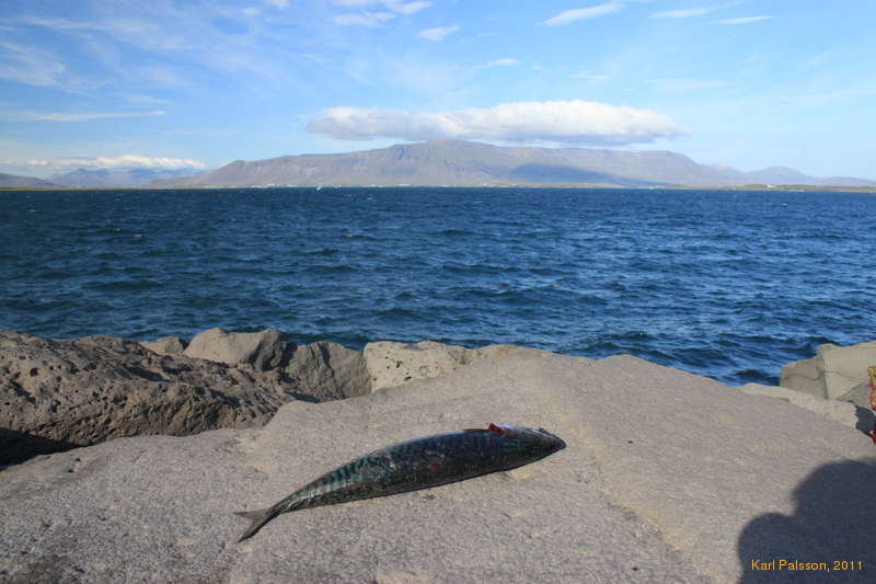 The mackeril lives here now too