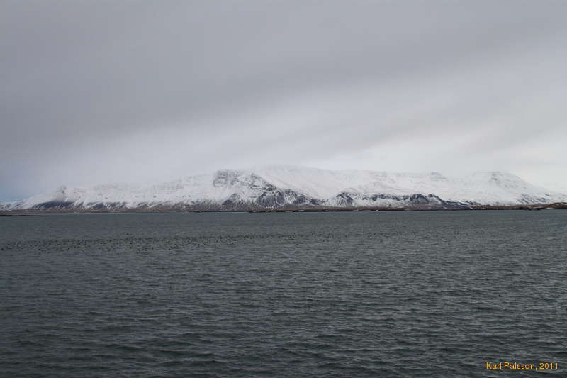 Light and birds on the bay
