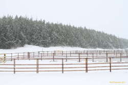 Snowy trees, empty pens