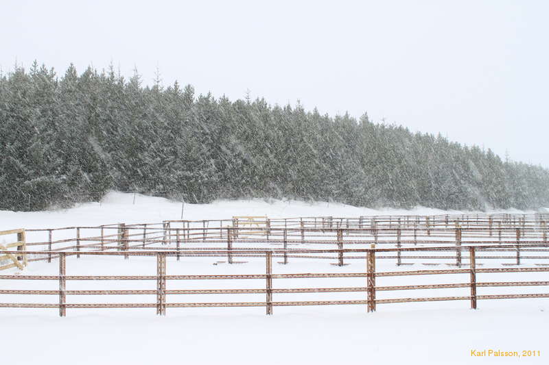 Snowy trees, empty pens