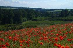 Poppy fields near Roslin
