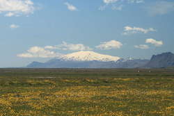 Ranunculus, (Buttercups/Sóley) in front of Snæfellsjökull