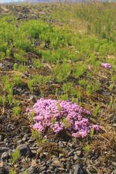 Interesting moss for mum