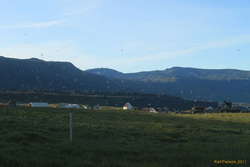 Arctic Terns at Arnarstapi