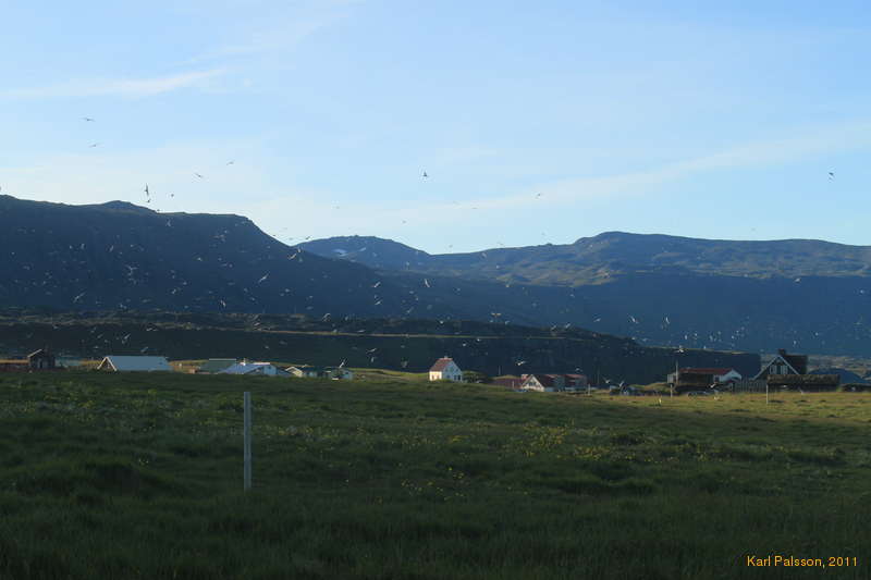 Arctic Terns at Arnarstapi