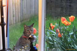 One of the local cats