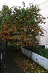 Our Rowan fights Autumn