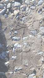 Interesting footprints