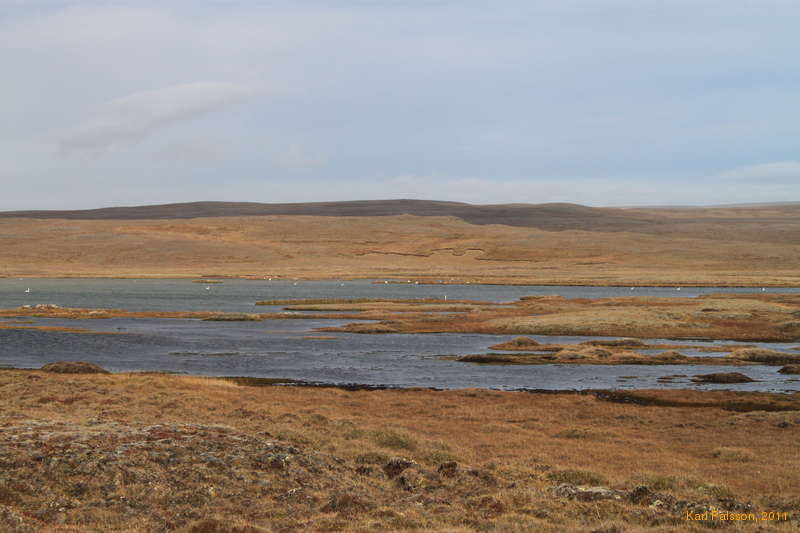 Swans on Stafnsvötn