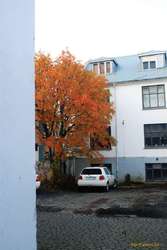 Autumn in a pastel world