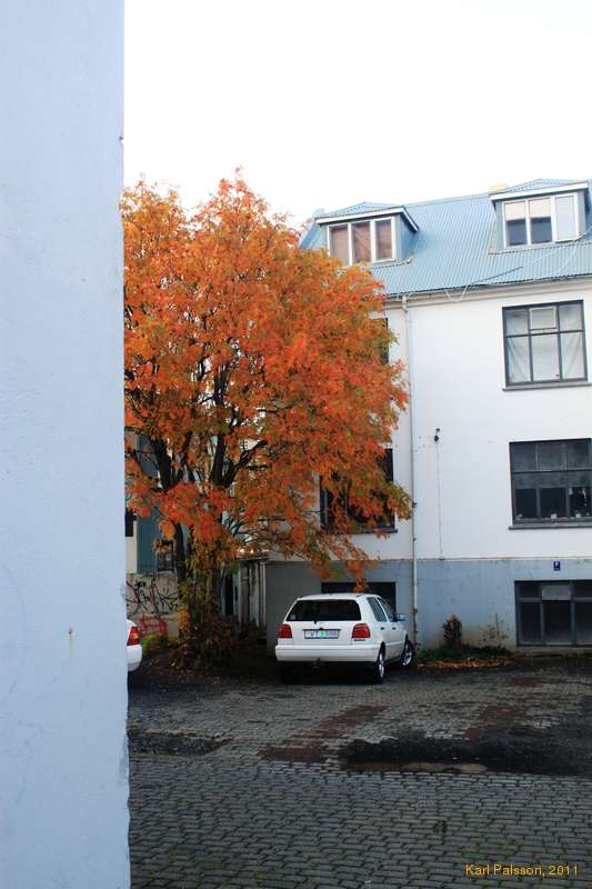 Autumn in a pastel world