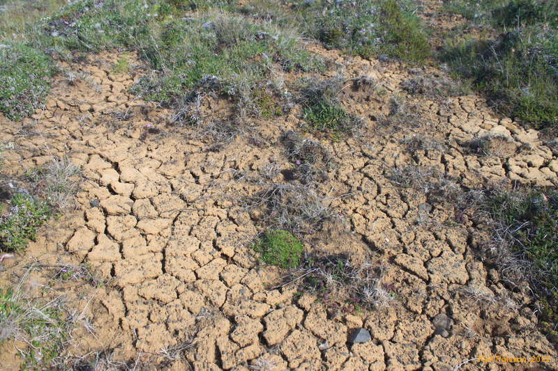 Dry ground
