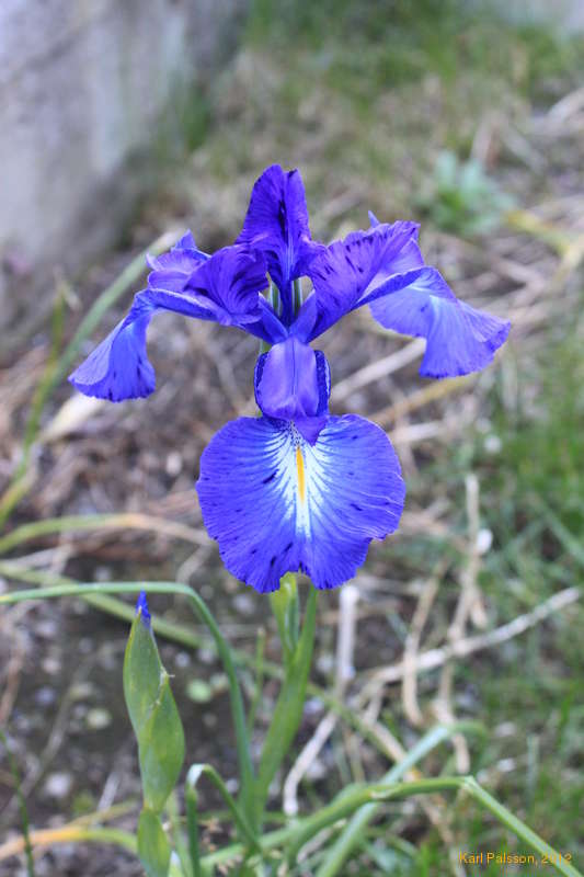 Late flowers in the garden