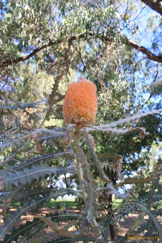 Very strange.  Orange and fluffy, with triangular leaves. (Banskia Victoriae)