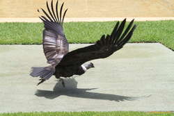 Condor