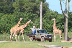 Making fake trees for food