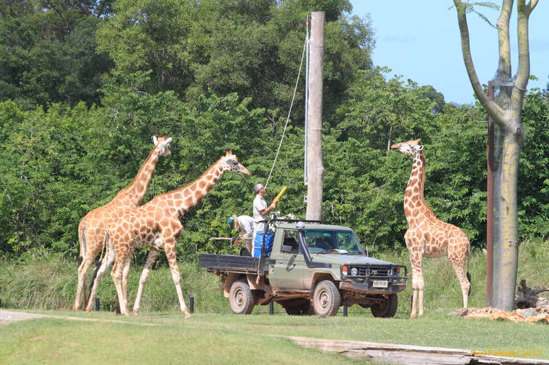 Making fake trees for food