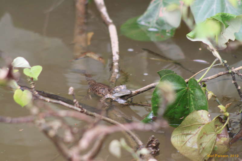 4-5hr old saltwater crocodile