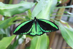Male Cairns Birdwing