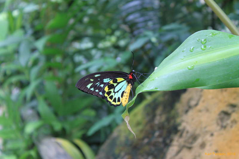 Male Cairns Birdwing