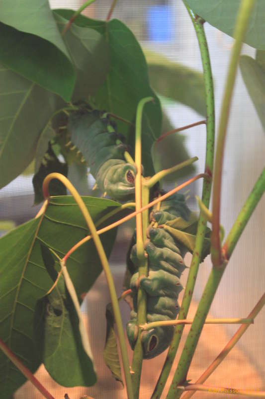 Hercules moth caterpillers