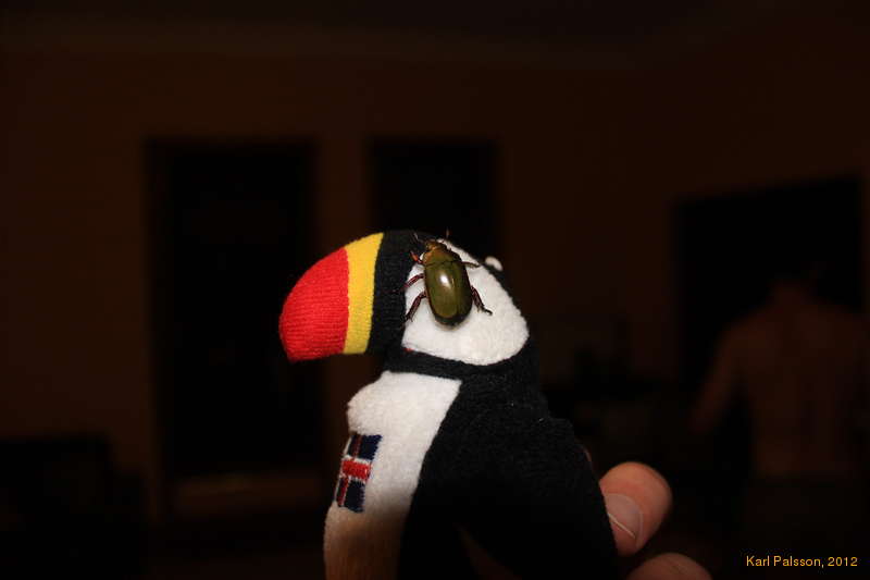 Christmas beetles for eyes